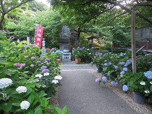 02ajisai10.jpg 02ajisai10.jpg