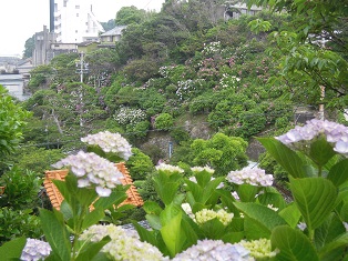02ajisai11.jpg 02ajisai11.jpg