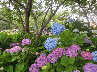 02ajisai12.jpg 02ajisai12.jpg