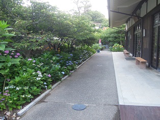 02ajisai7.jpg 02ajisai7.jpg