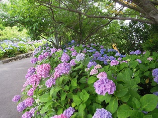 29a17.jpg 29a17.jpg
